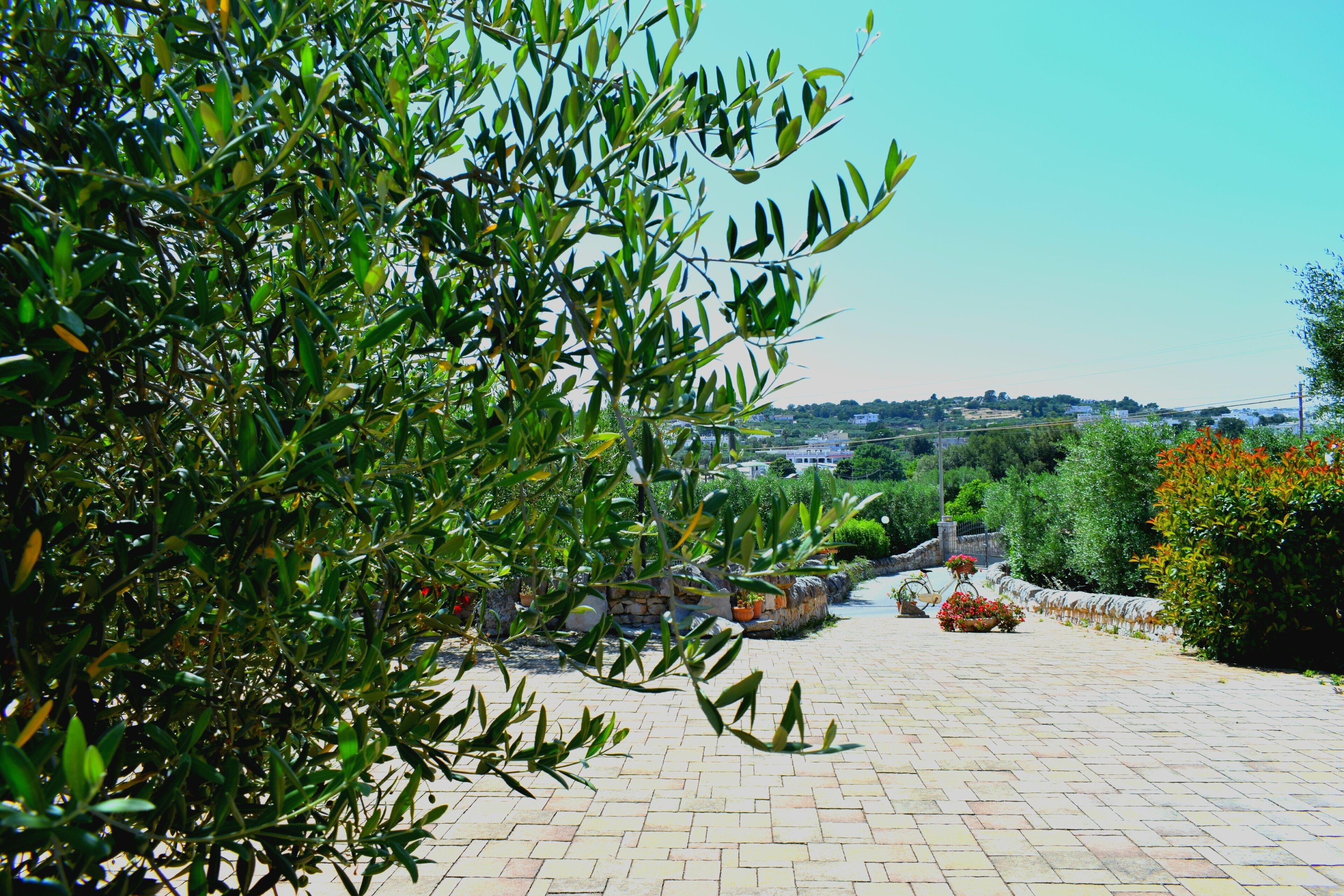 Foto - La Rosa dei Trulli B&B