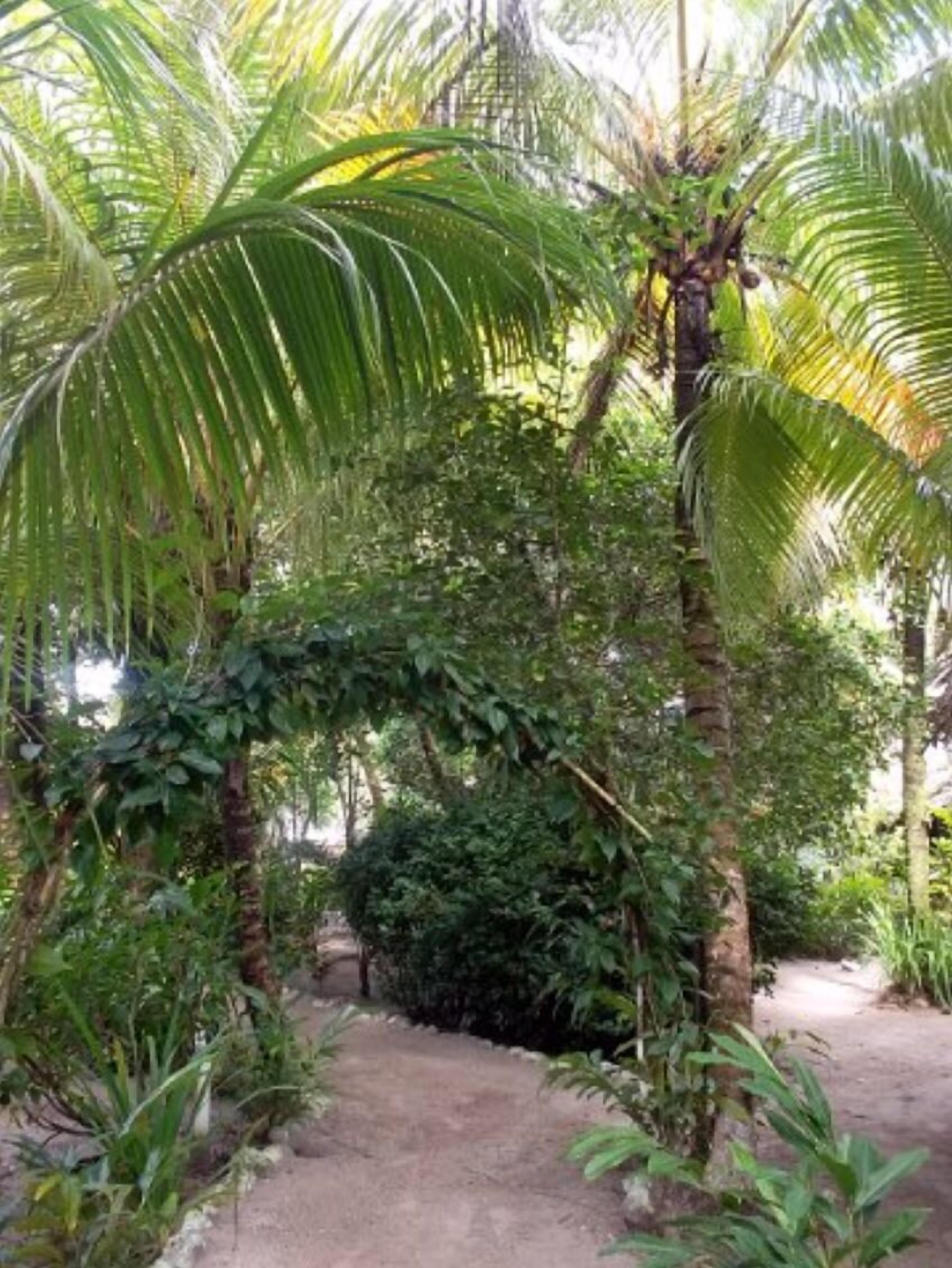 Un jardin agrémenté de palmiers et d’un feuillage luxuriant.