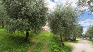 Ein Feldweg führt zu einem Haus, umgeben von Olivenbäumen.