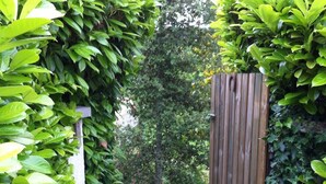 Une porte en bois, entourée d’un feuillage verdoyant et luxuriant.