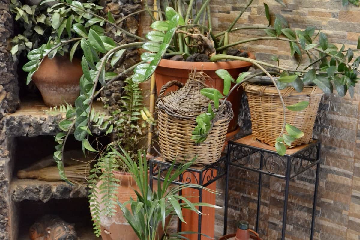 Una chimenea de piedra con plantas en macetas y un soporte metálico con una olla.
