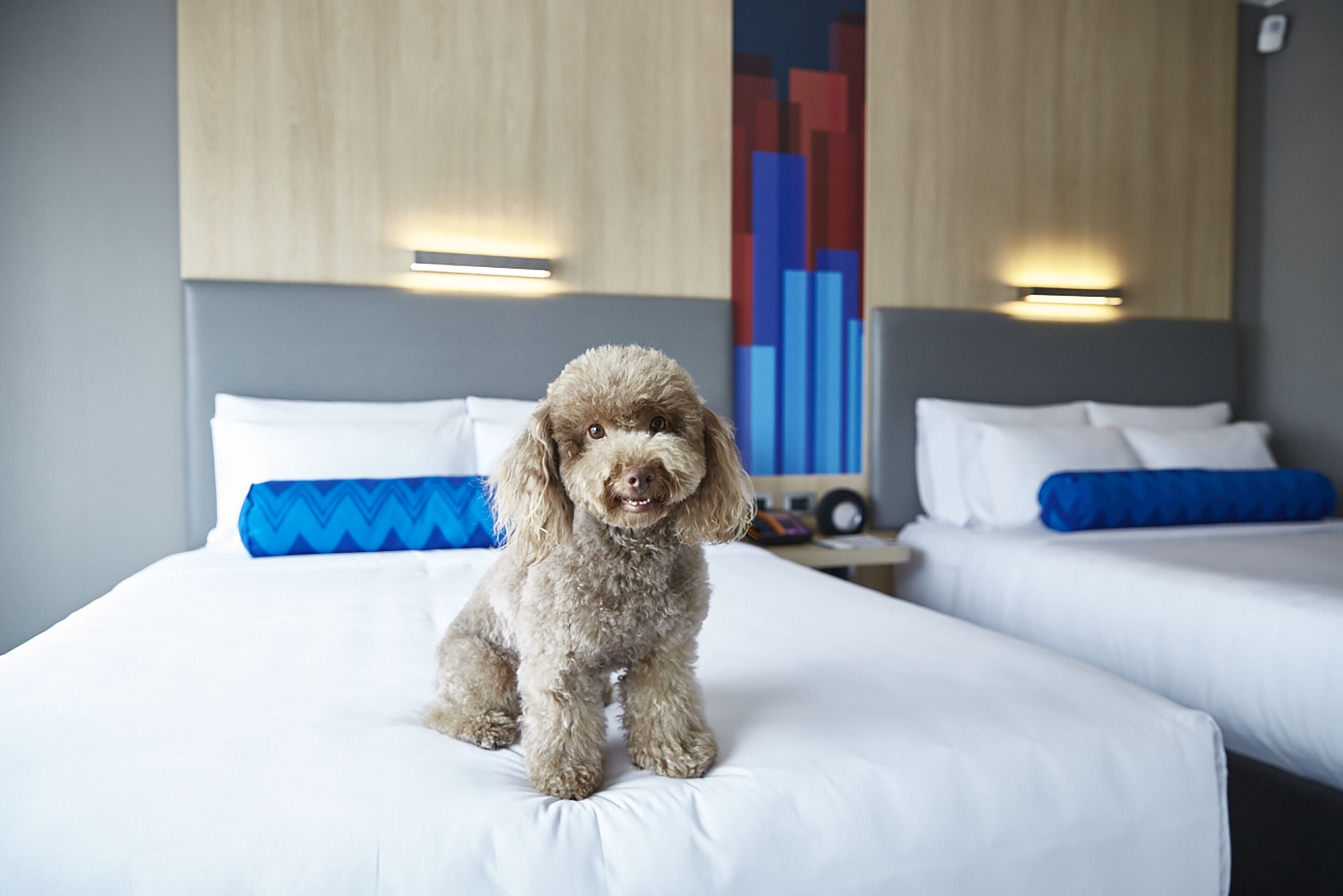 Un perro sentado sobre una cama en una habitación de hotel con dos camas y una mesita de noche.