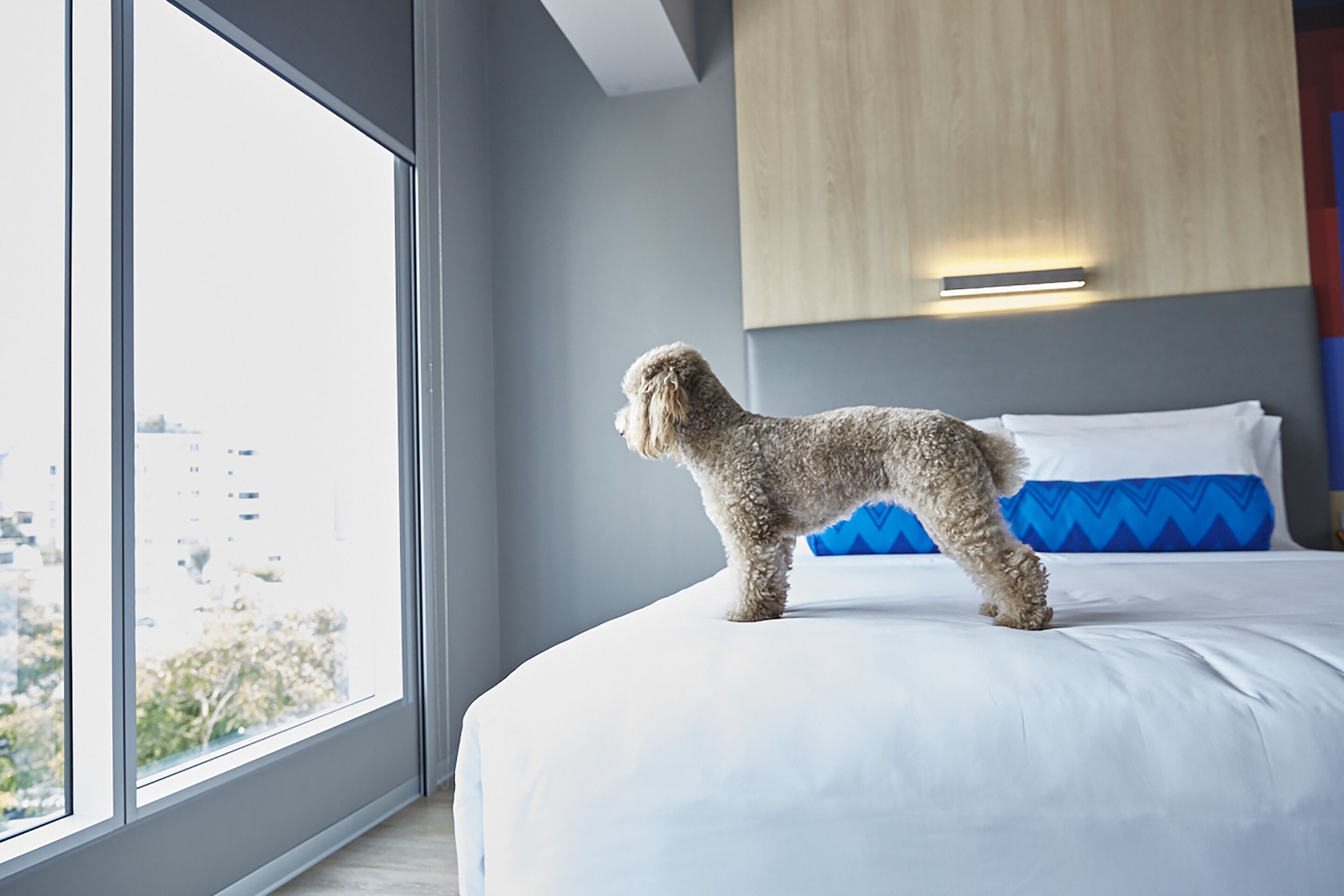 Un chien se tient debout sur un lit, dans une chambre d’hôtel moderne dotée d’une grande fenêtre offrant une vue sur la ville.