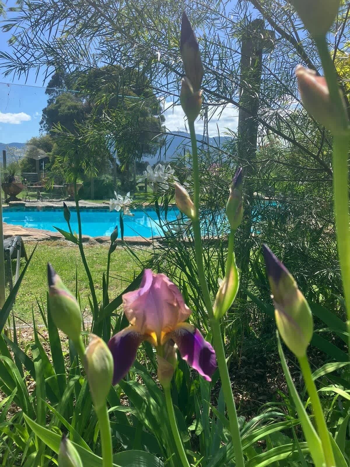 Udendørs pool