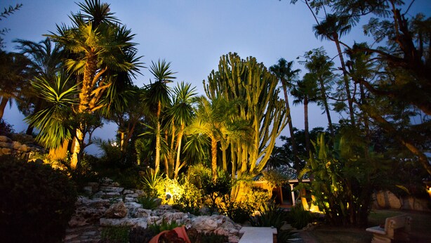 Ein Garten mit Palmen und einem gepflasterten Weg.