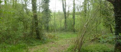 Un sentier forestier bordé d’une végétation luxuriante et d’arbres.