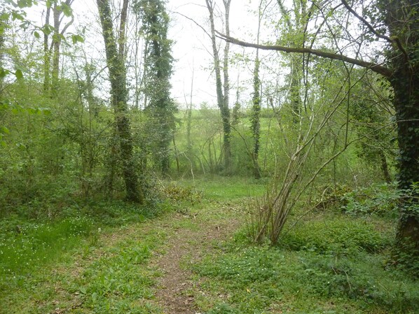 Un sentiero nella foresta, immerso nel verde e tra alberi.