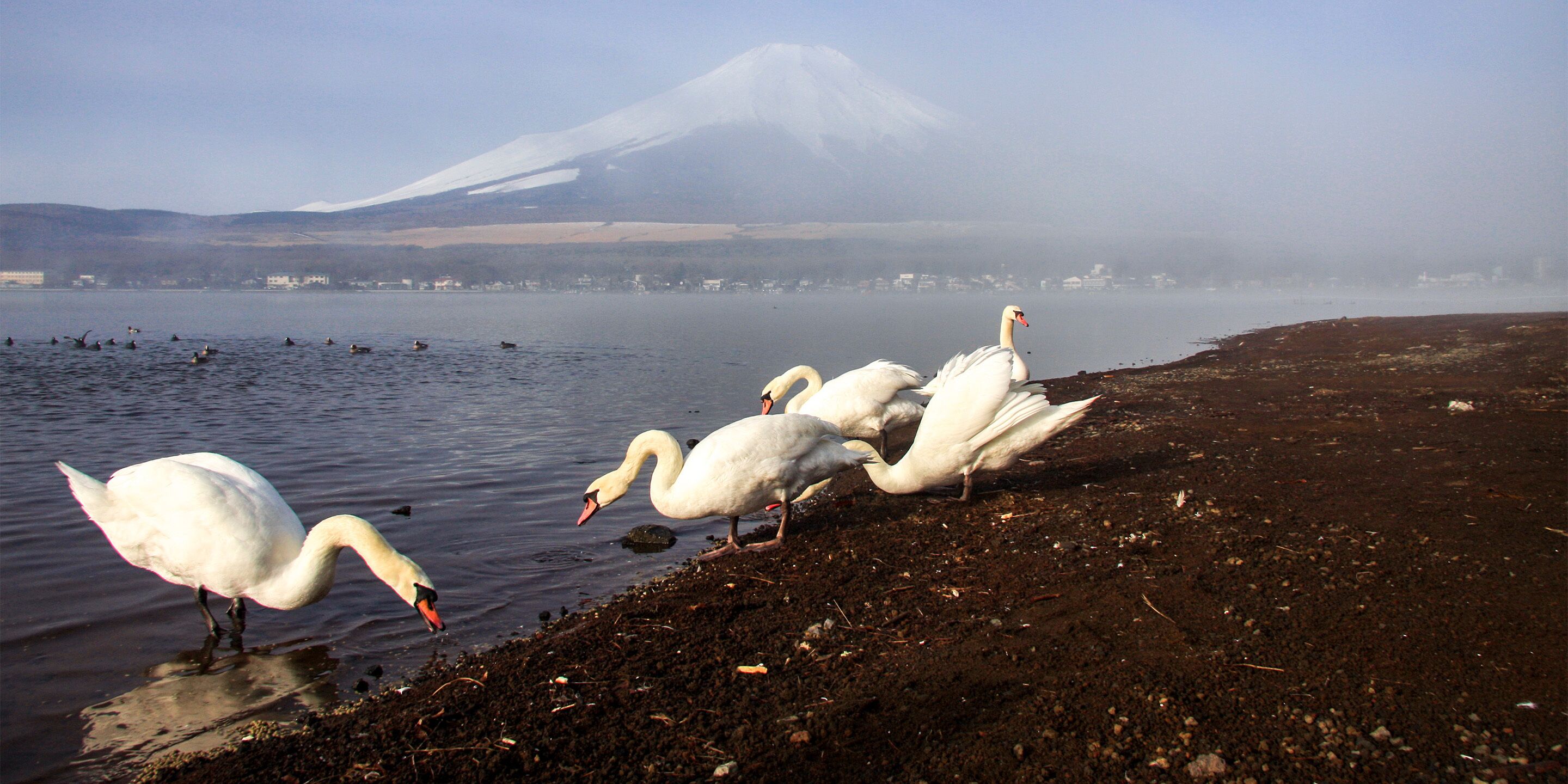Swans on a lake with a mountain in the background.