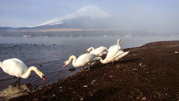 Swans on a lake with a mountain in the background.
