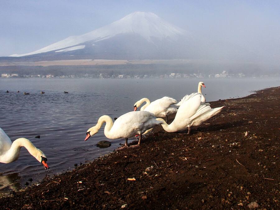 Swans on a lake with a mountain in the background.
