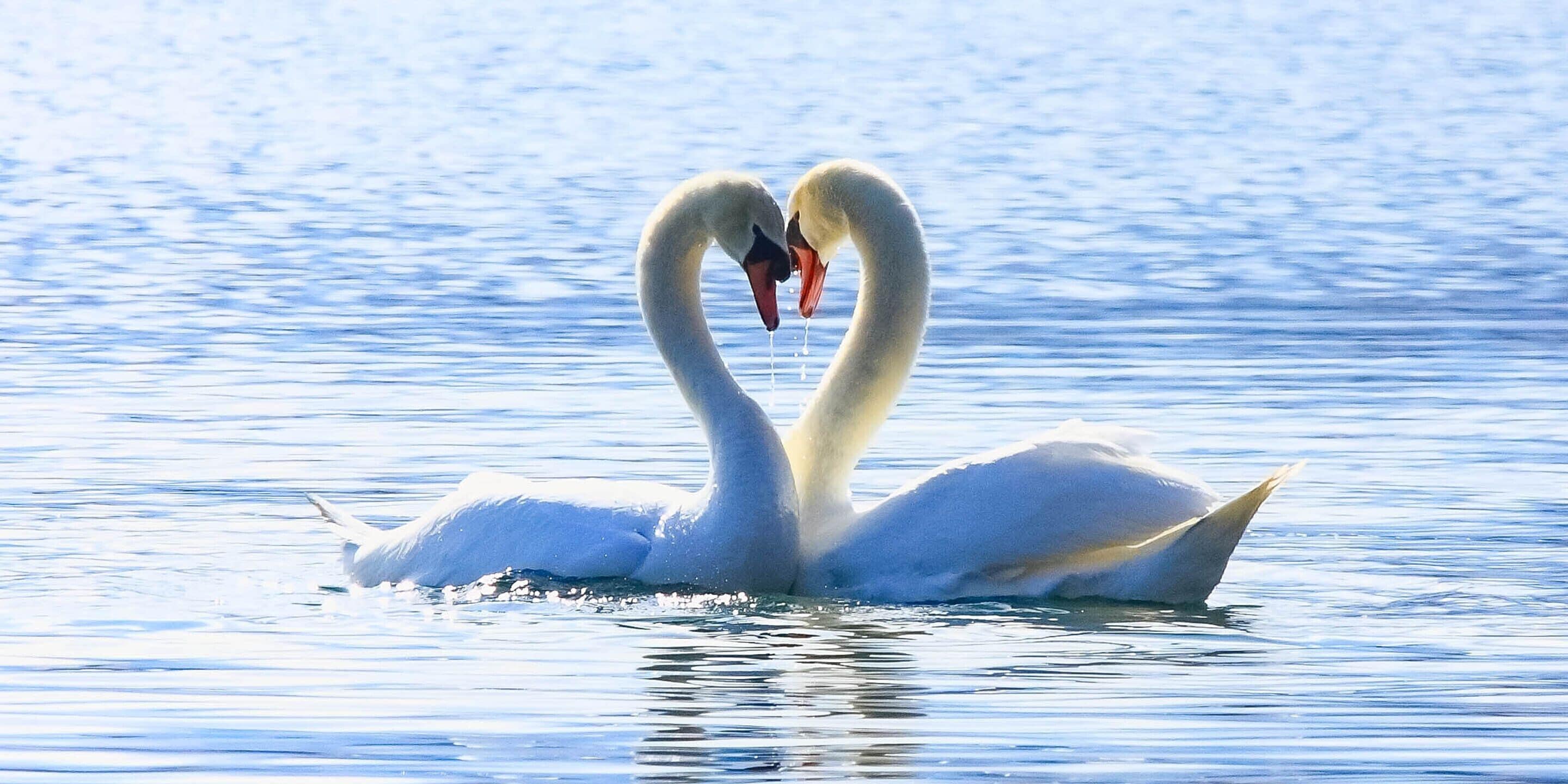 Two swans forming a heart shape with their necks in a body of water.