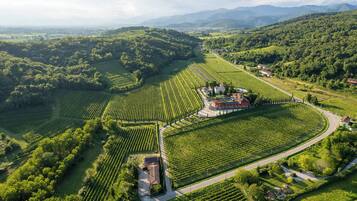 Eine Vogelperspektive eines Weinbergs mit Reihen von Reben, einem zentralen Gebäude mit rotem Dach und üppigem Grün drumherum.