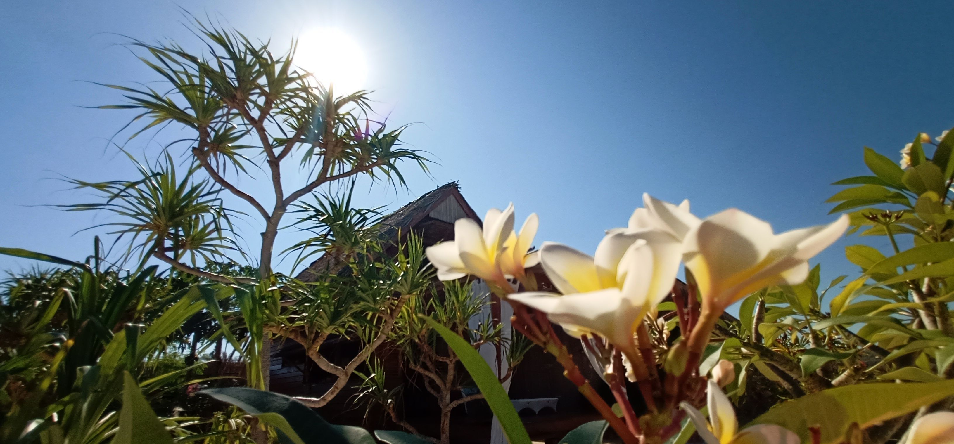 Un jardin tropical doté d’une structure à toit de chaume, d’une végétation luxuriante et de fleurs blanches.
