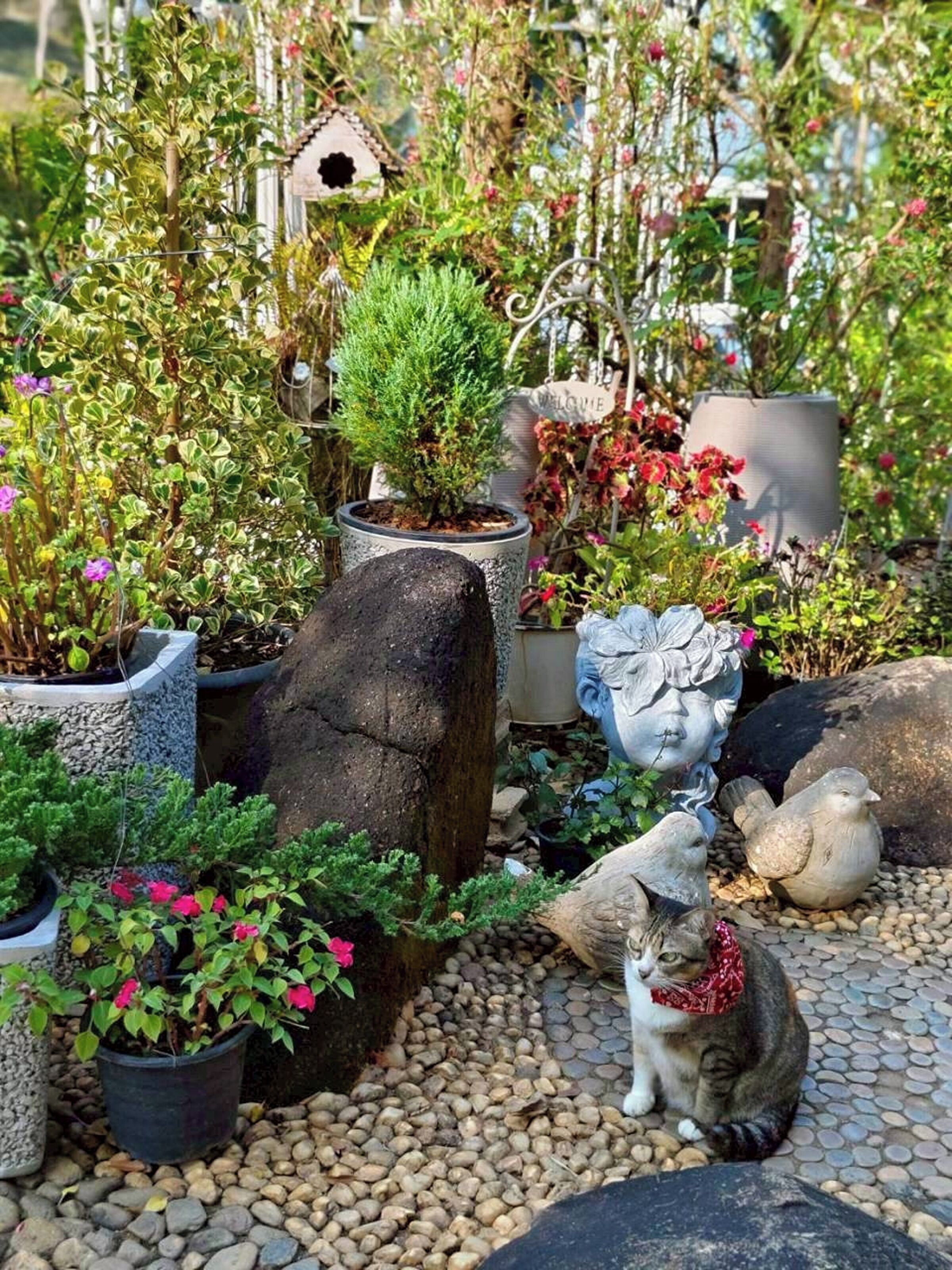 Een tuin met verschillende planten in potten, een vogelhuisje en een kat met een rode halsband.