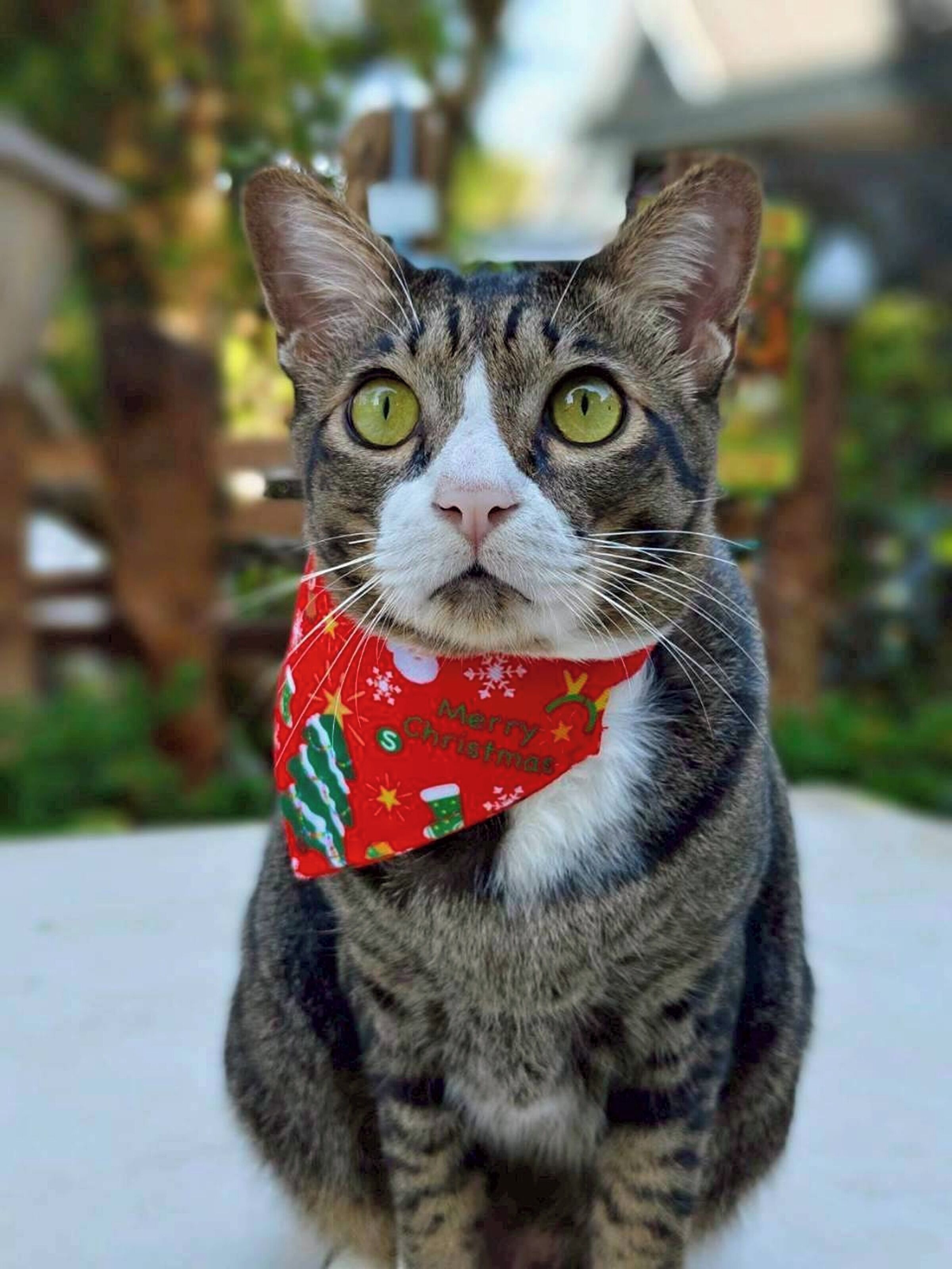 Un gato atigrado de ojos verdes con un pañuelo rojo con motivos navideños.