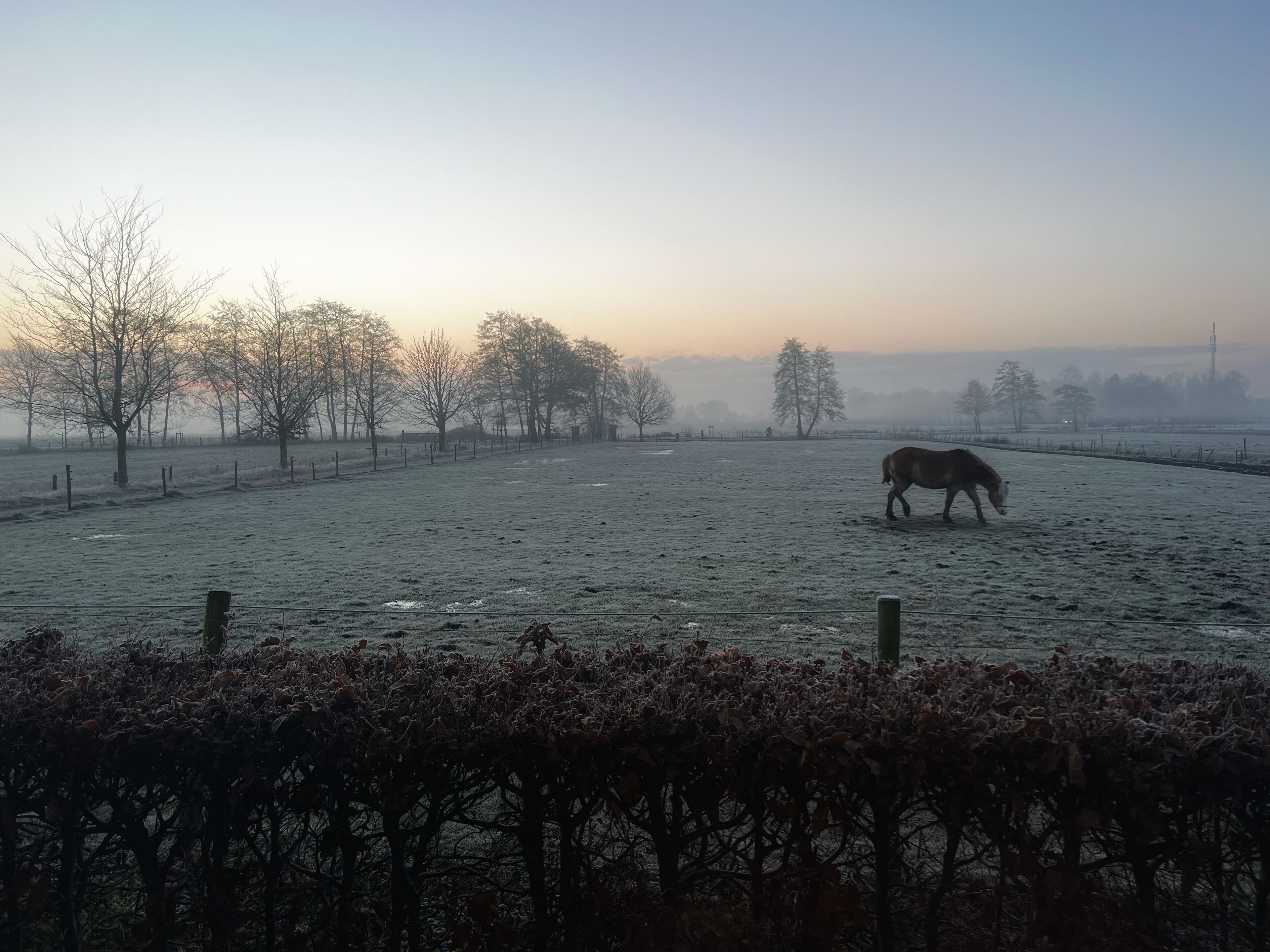 Een bevroren veld met een paard dat graast, omringd door kale bomen en een hek.