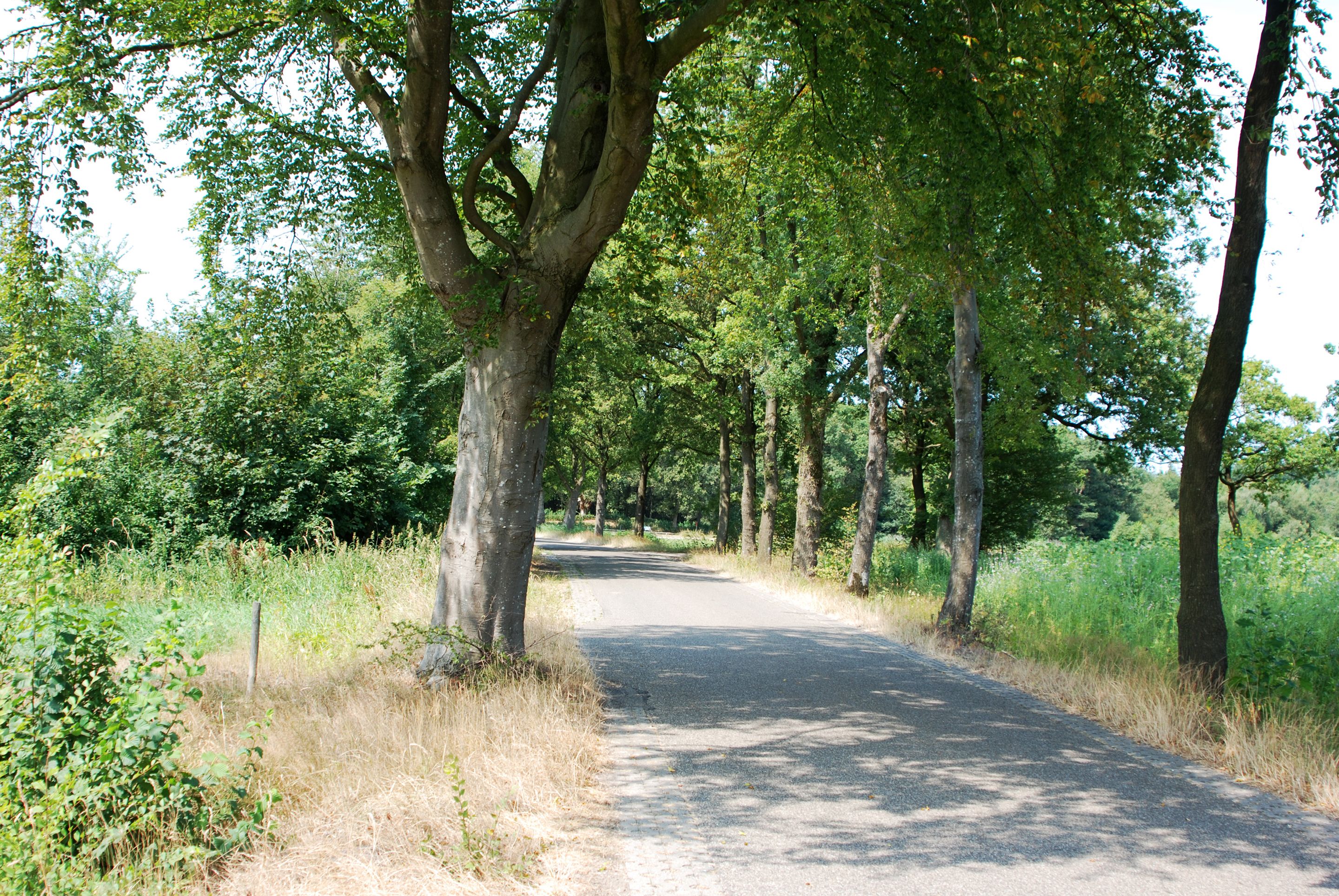 Ein asphaltierter Landweg, gesäumt von hohen Bäumen und dichtem Grün.