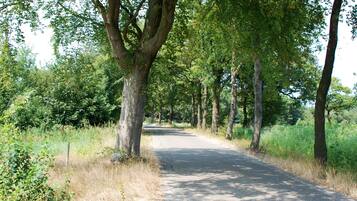 Ein asphaltierter Landweg, gesäumt von hohen Bäumen und dichtem Grün.