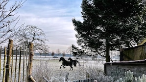 A frosty outdoor scene with a horse in the distance, a wooden fence, and a stone building. - B&B Zandhuizen (Zandhuizen)