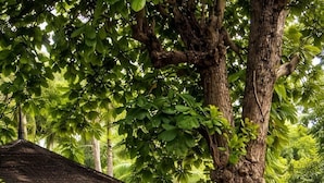Un espacio al aire libre con techo, mesas y sillas, rodeado de abundante vegetación y un árbol grande.