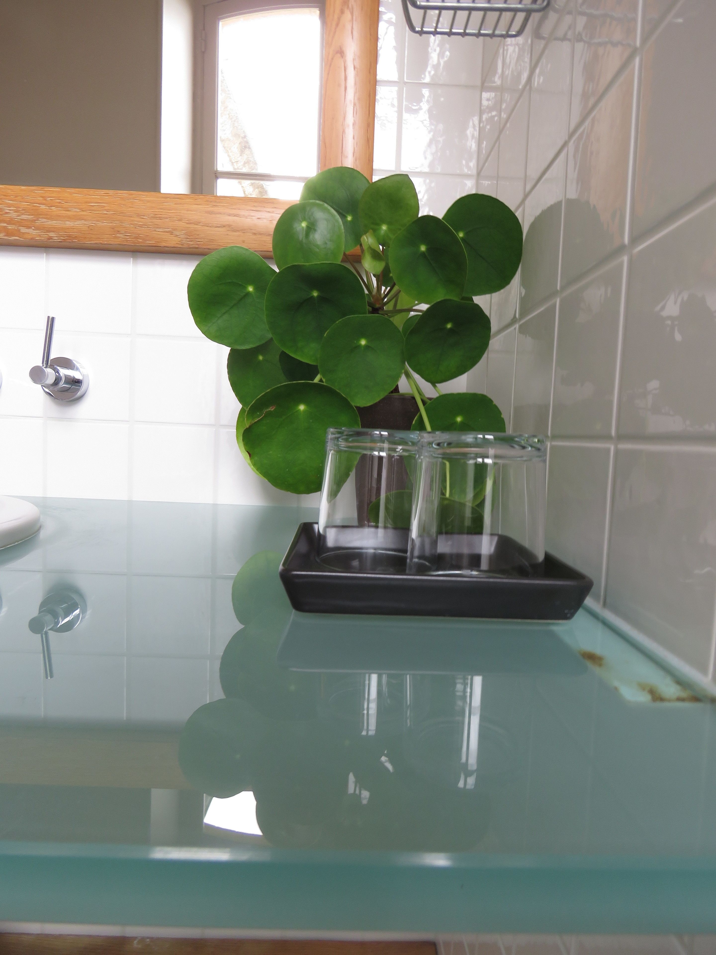 Un baño con lavamanos de vidrio, una planta en maceta y un ventanal.
