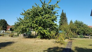 A large tree in a grassy yard with a fence and a building in the background. - BellaCaro (Loehne)