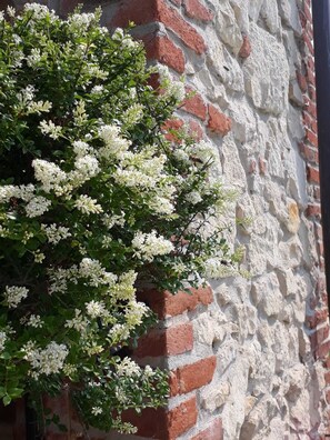 A white flowering shrub against a textured brick wall. - Casa Bassetto (Longare)