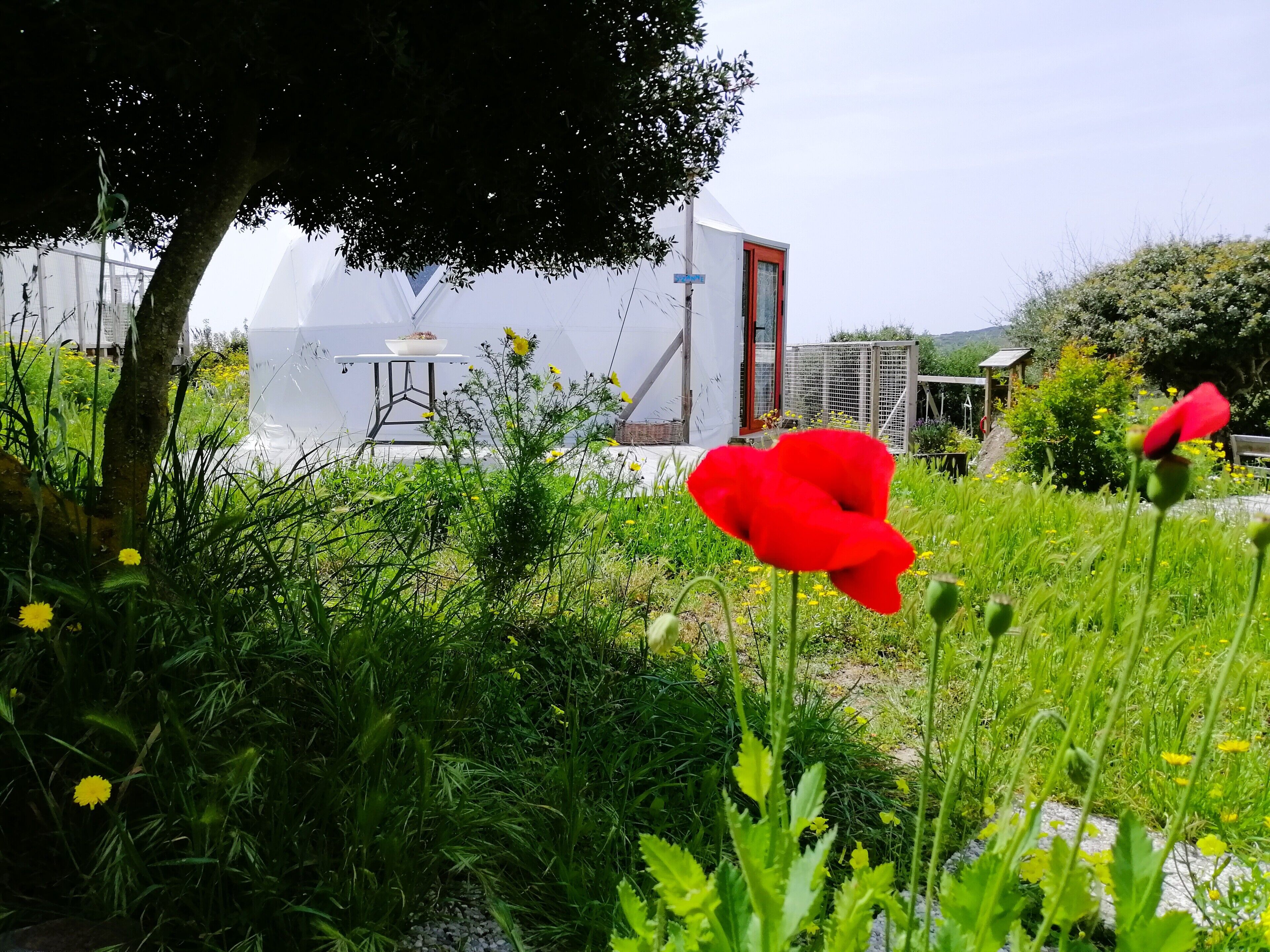 A garden with a white building, a tree, and red flowers.