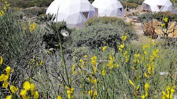 Tenda Design, 2 camere da letto, bagno in camera, vista mare | Vista giardino