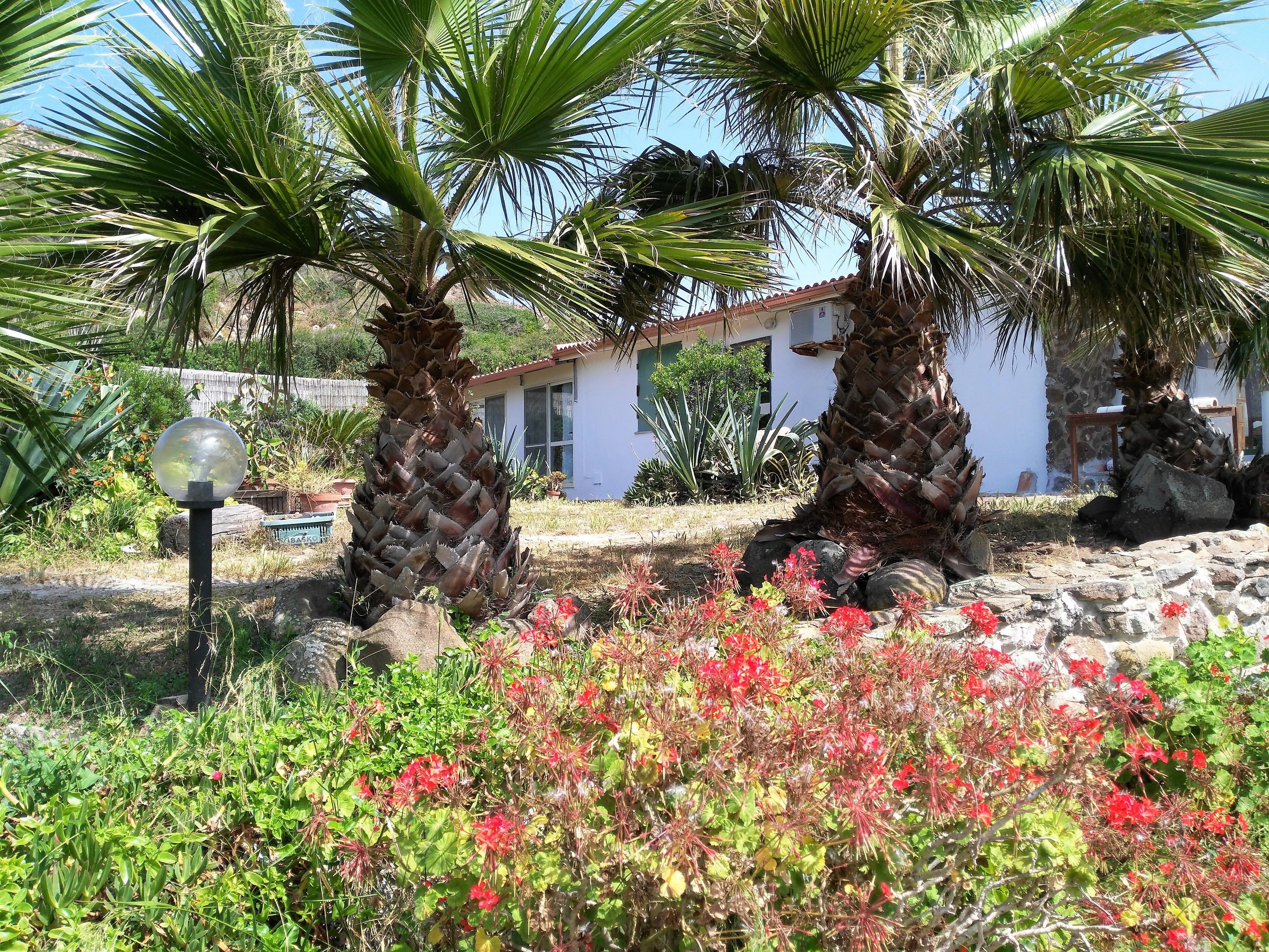Un jardín con palmeras, un edificio blanco y flores rojas.