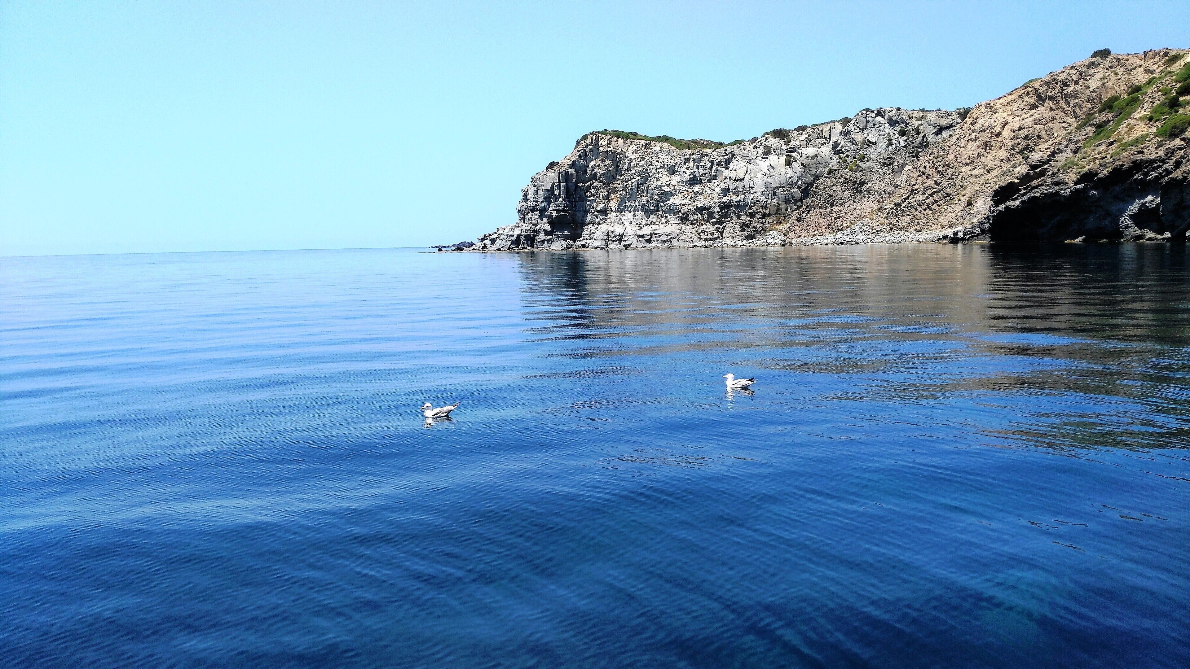 Mar tranquila con dos gaviotas nadando.