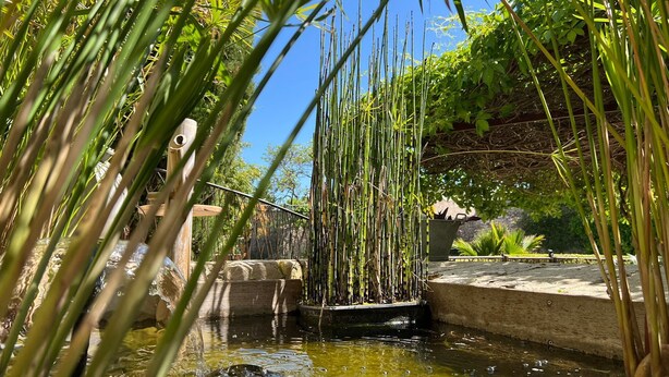 A tranquil garden with a water feature, surrounded by lush greenery and a clear blue sky.