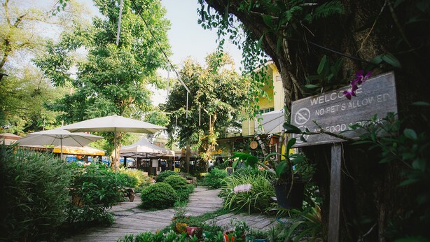 An outdoor seating area with umbrellas, a wooden pathway, and lush greenery. - Suan Tung Coffee (Chiang Rai)