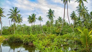 A tropical landscape with palm trees and a calm water body. - Milkyway Holiday Resort (Unawatuna)