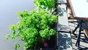 Un espace extérieur aménagé avec des meubles en osier et des plantes en pot, situé près d’une étendue d’eau paisible.
