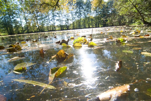 Masa de agua con hojas flotantes y reflejos de árboles.