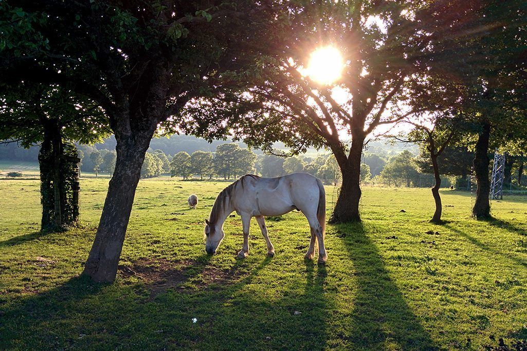 A horse grazing under a tree with sunlight filtering through the leaves.