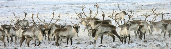 Un grupo de renos en un campo nevado.
