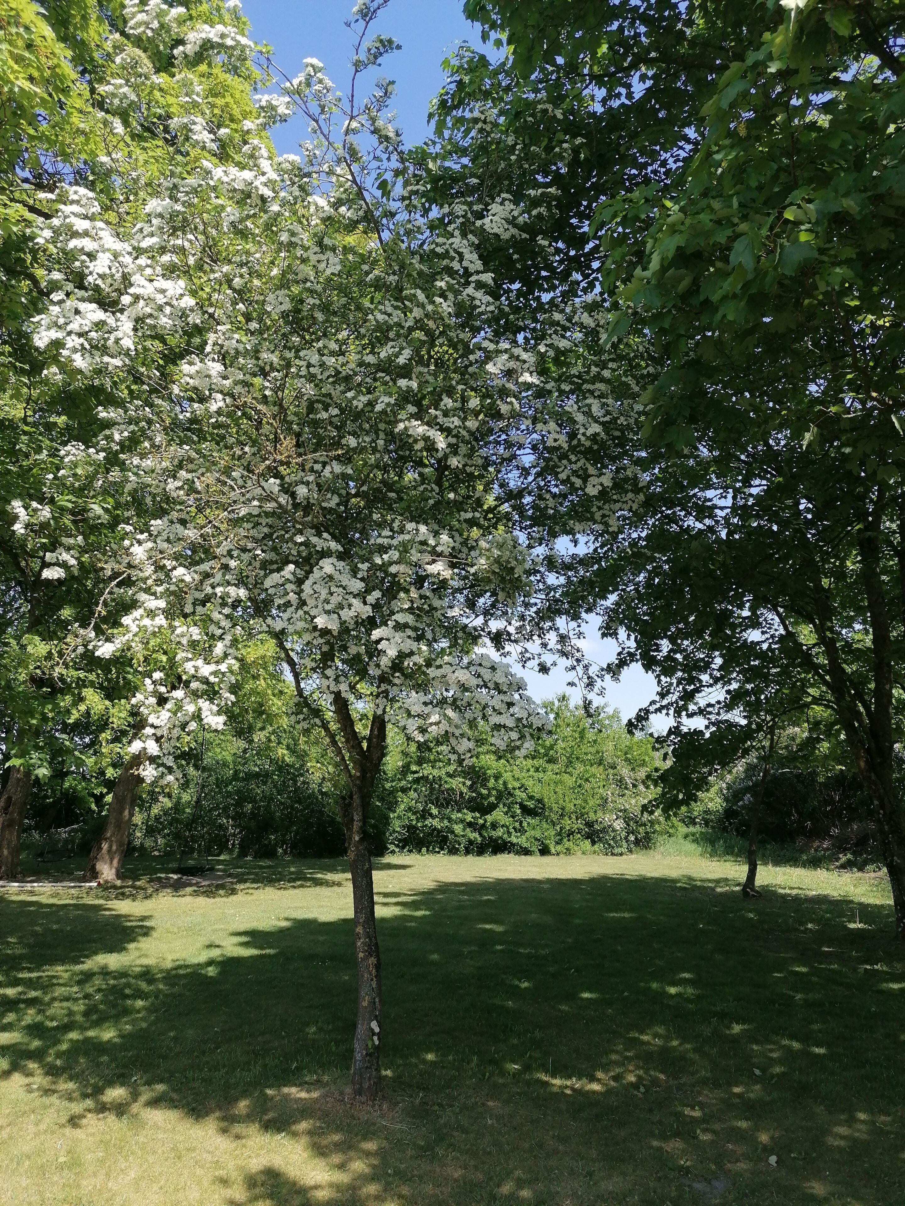 Un arbre aux fleurs blanches, situé dans un espace verdoyant aménagé en parc.