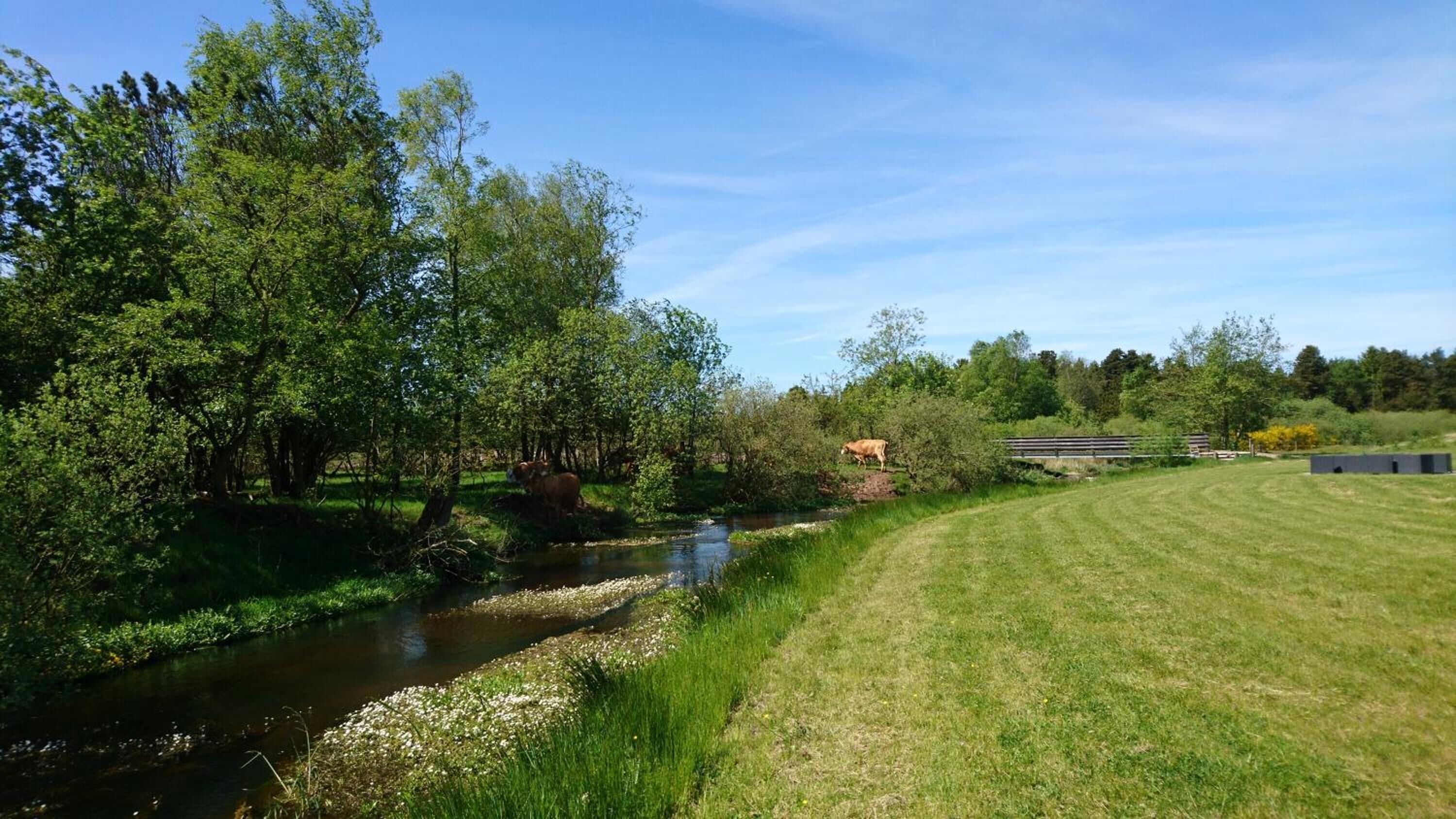 A grassy area with a small stream and trees.