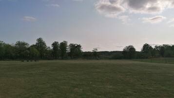 Een groot, open grasveld met bomen op de achtergrond en een heldere lucht.