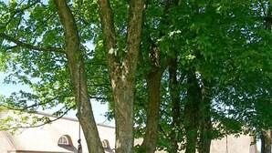 A grassy area with two swings under large trees, a brick building in the background. - Aagaarden (Billund)