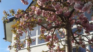 A two-story building with large windows and a tree with pink blossoms in front. - Pension & Ferienwohnung Schweinsberg (Medebach)