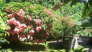 A lush garden with a variety of plants and a large flowering bush. - Villa Maora (Koungou)