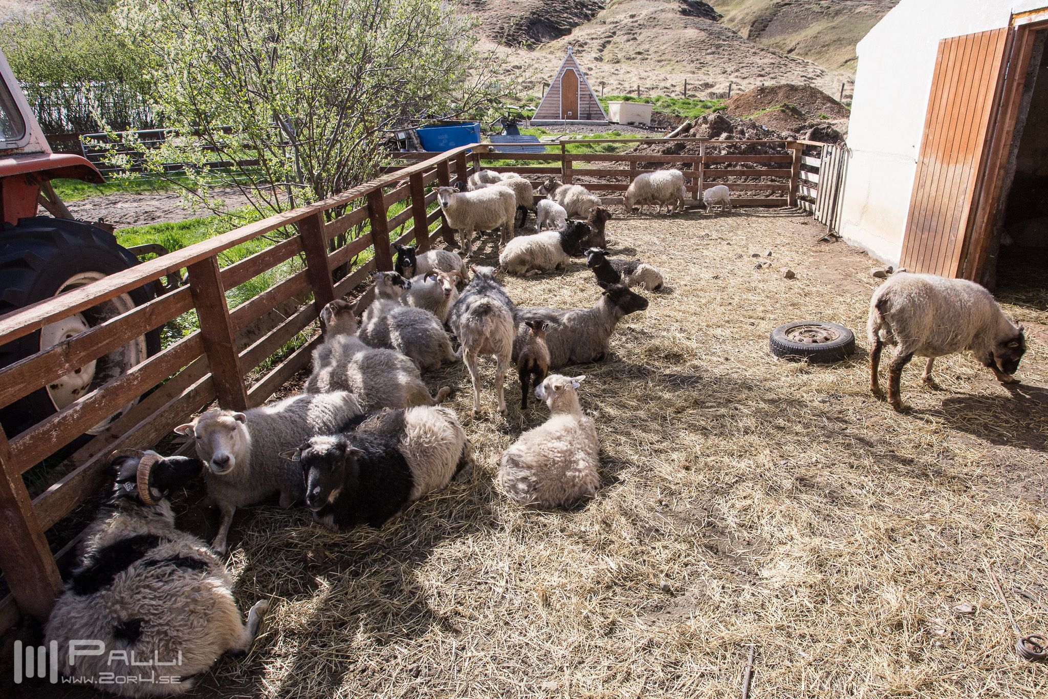 Een omheind buitengebied met een groep schapen en een tractor.