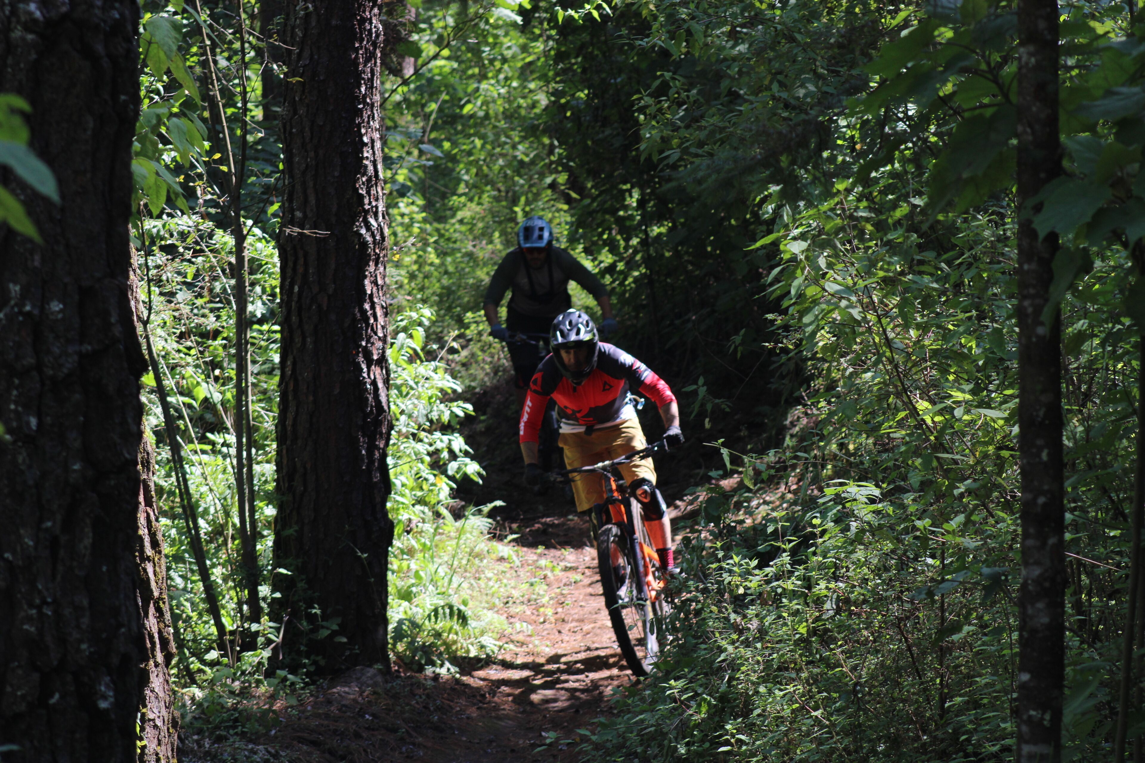 Two cyclists on a narrow forest trail.