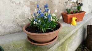 A terracotta pot with blue and white flowers on a concrete ledge. - B&B Al Gatto Nero (Borgo Valsugana)