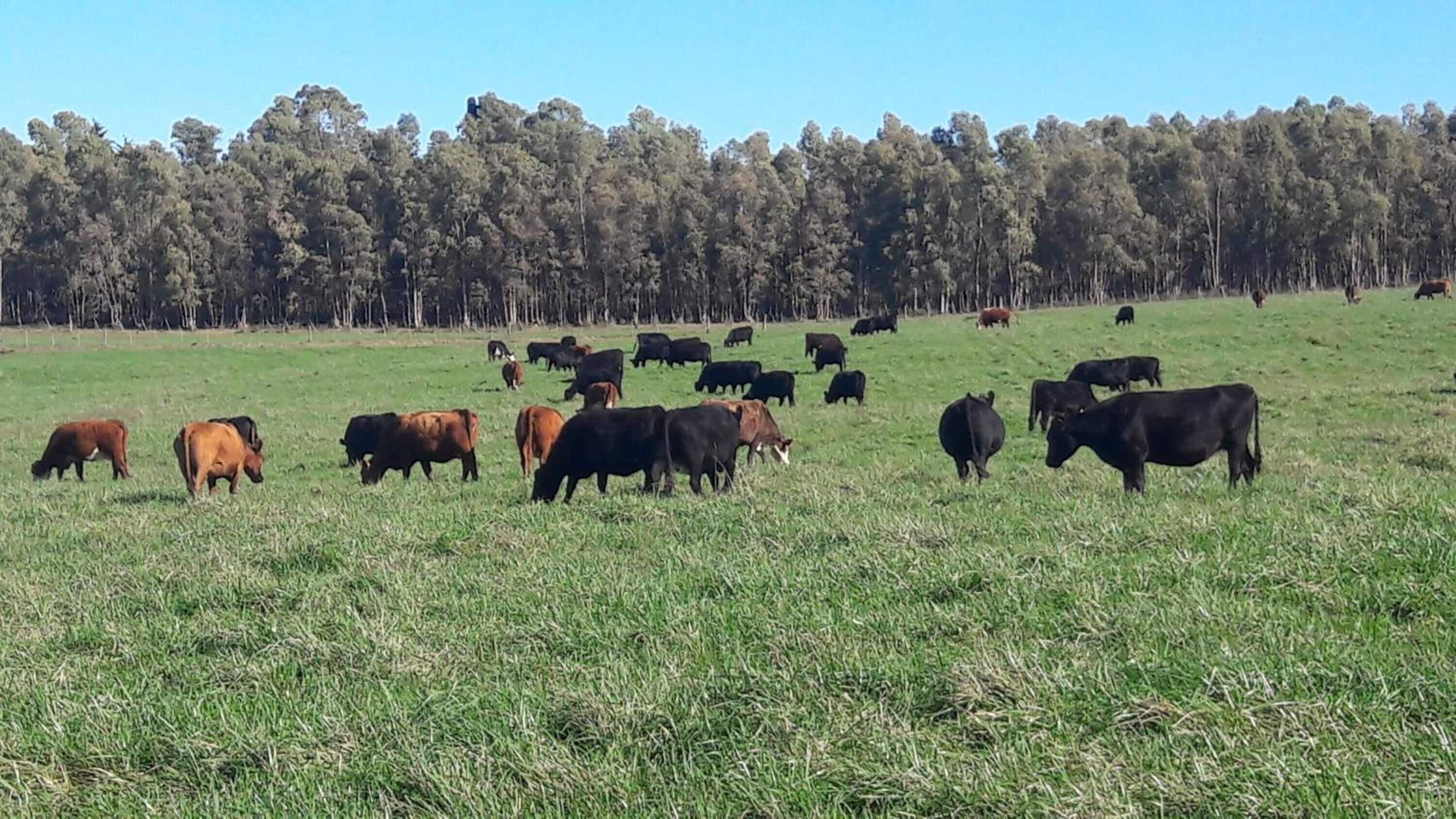 A field with cattle grazing.