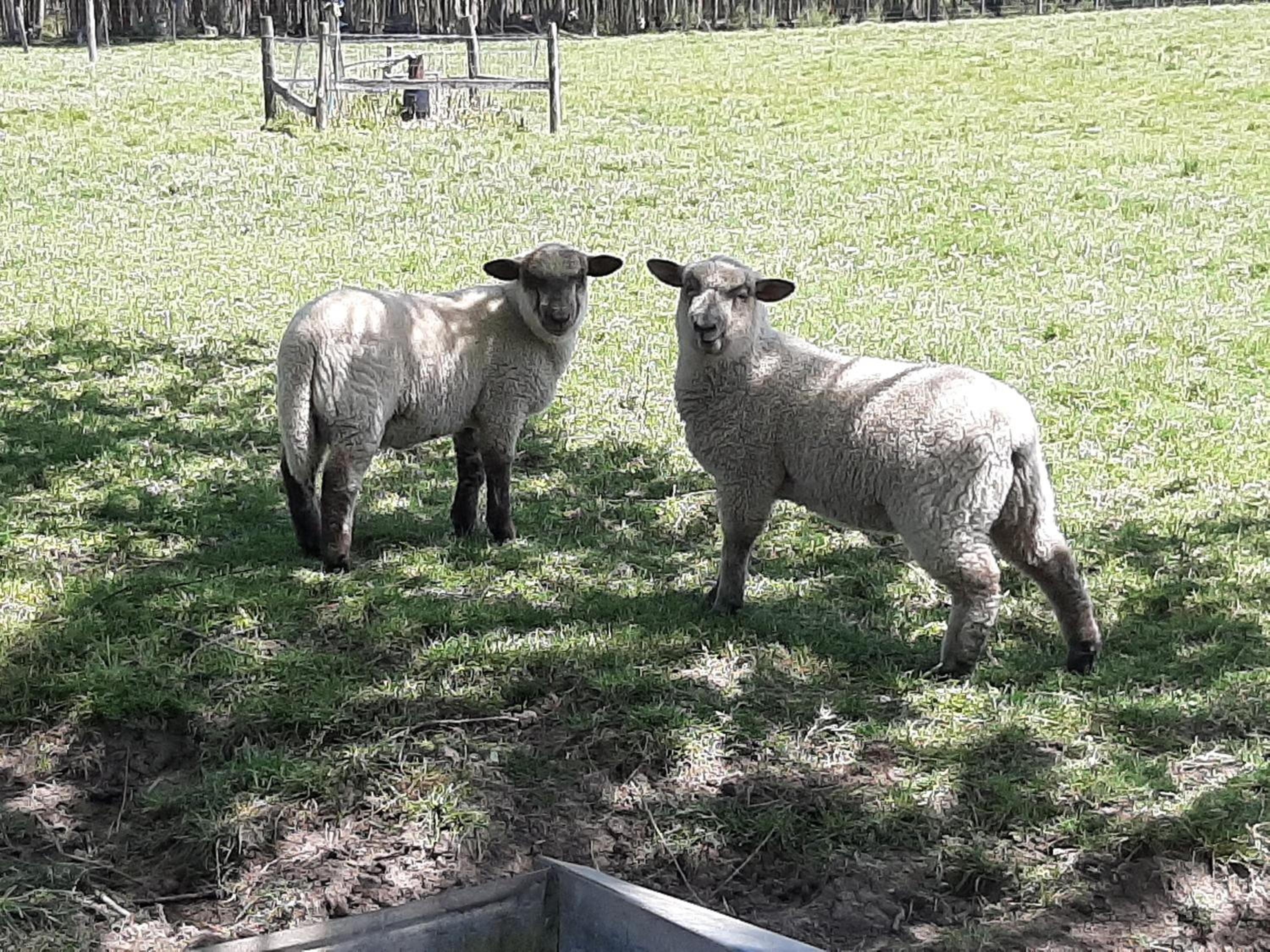 Two sheep in a grassy field with a metal structure in the background.
