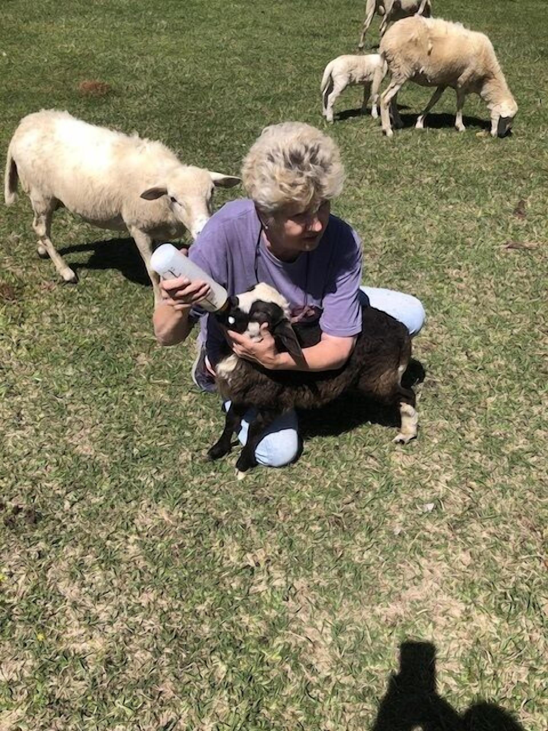 Una persona sosteniendo un cordero en un campo de hierba, con otras ovejas al fondo.